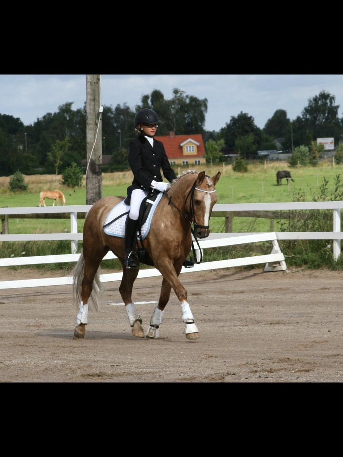 Anden særlig race Lucky Boy billede 14