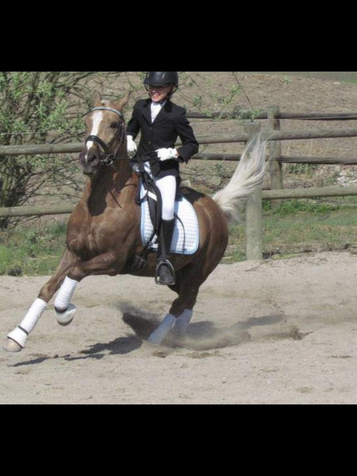 Anden særlig race Lucky Boy billede 15