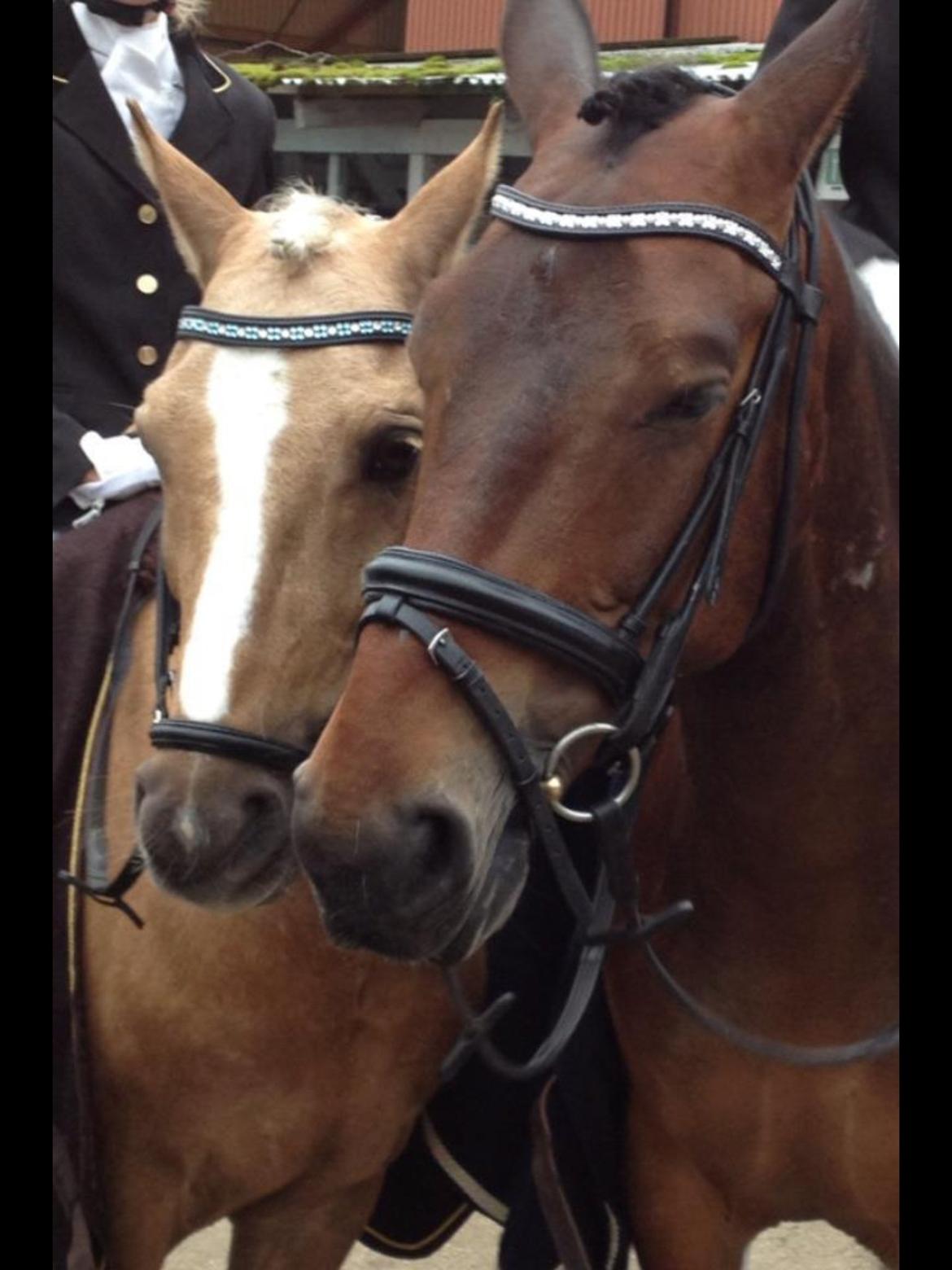 Anden særlig race Lucky Boy billede 20