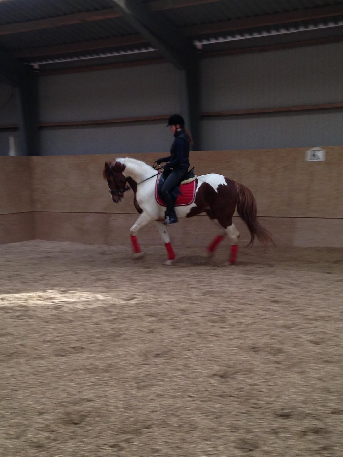 Anden særlig race Kingston billede 2