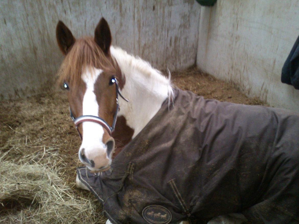 Anden særlig race Kingston billede 5