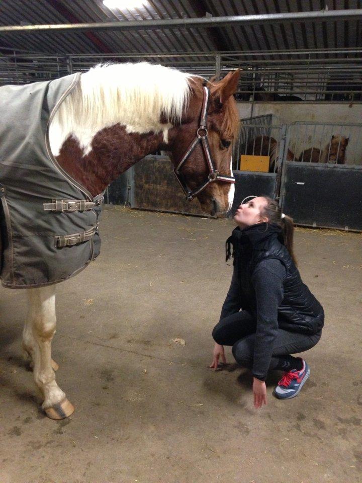 Anden særlig race Kingston billede 7