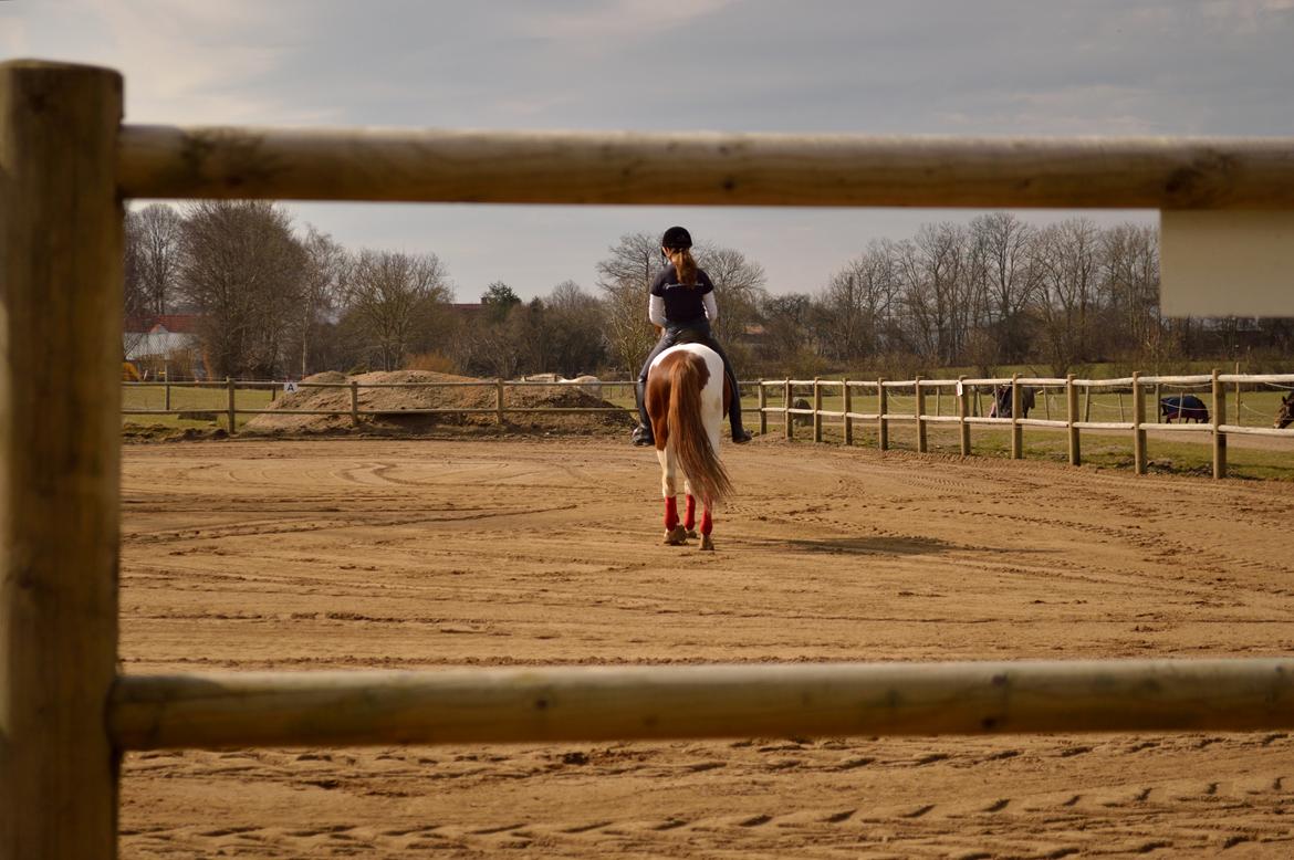 Anden særlig race Kingston - Fotograf: Nadja Andersen billede 9