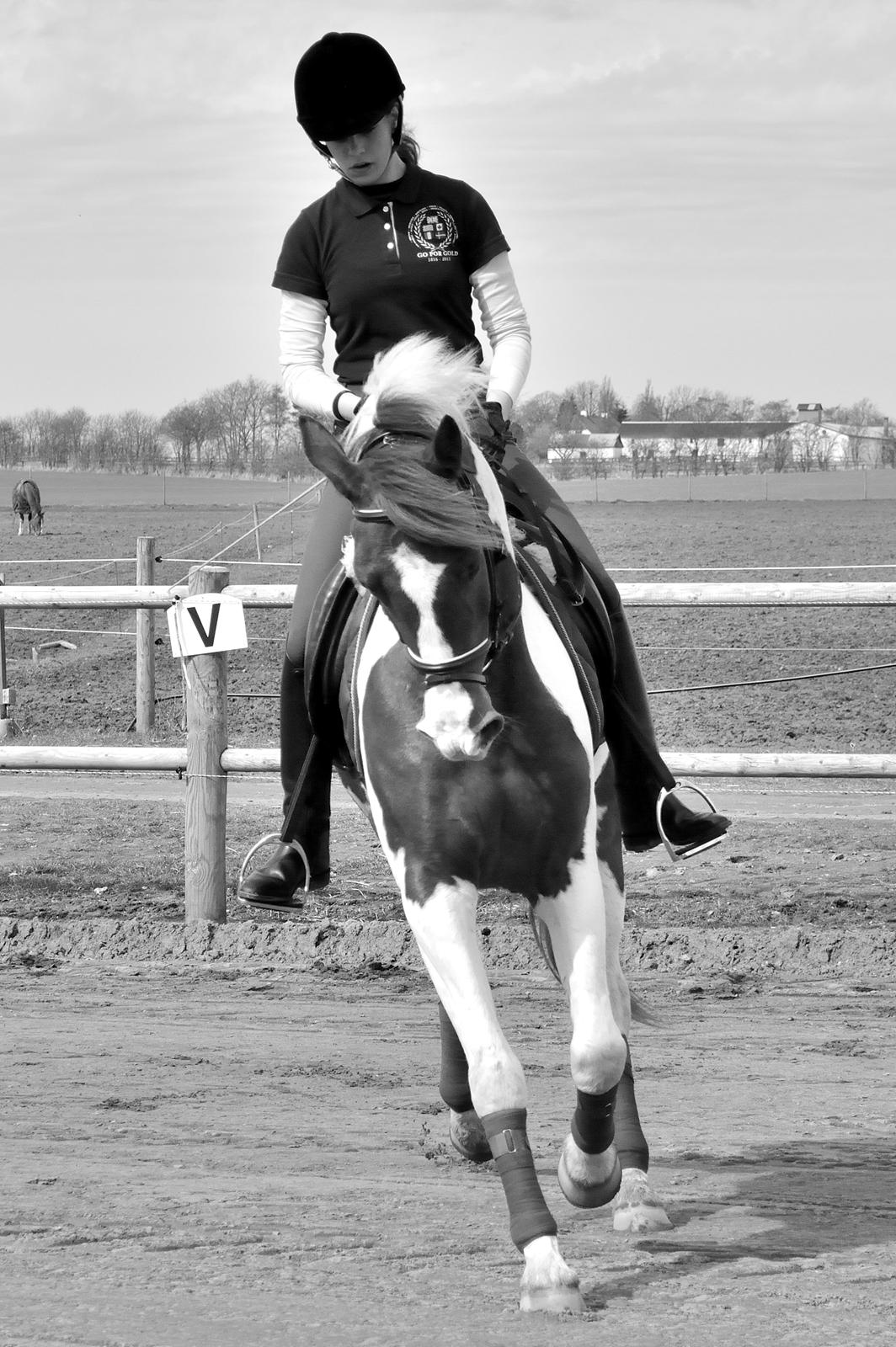 Anden særlig race Kingston - Fotograf: Nadja Andersen billede 3