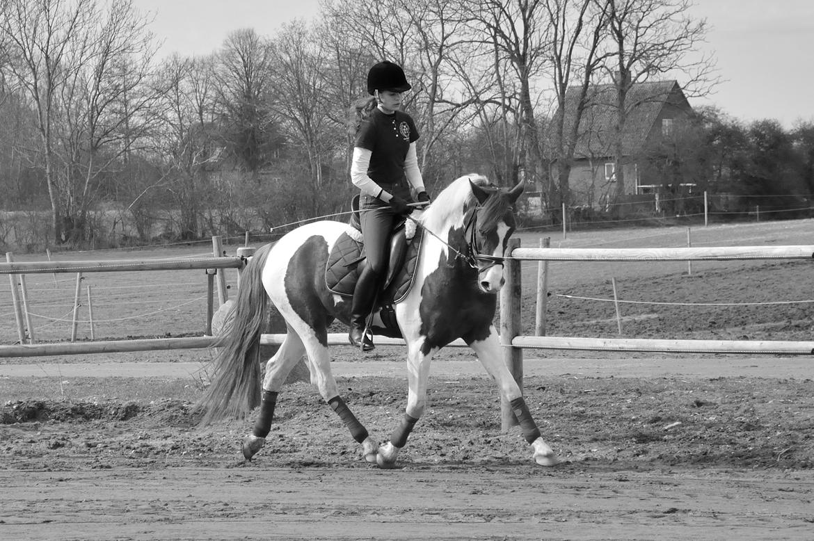 Anden særlig race Kingston - Fotograf: Nadja Andersen billede 10