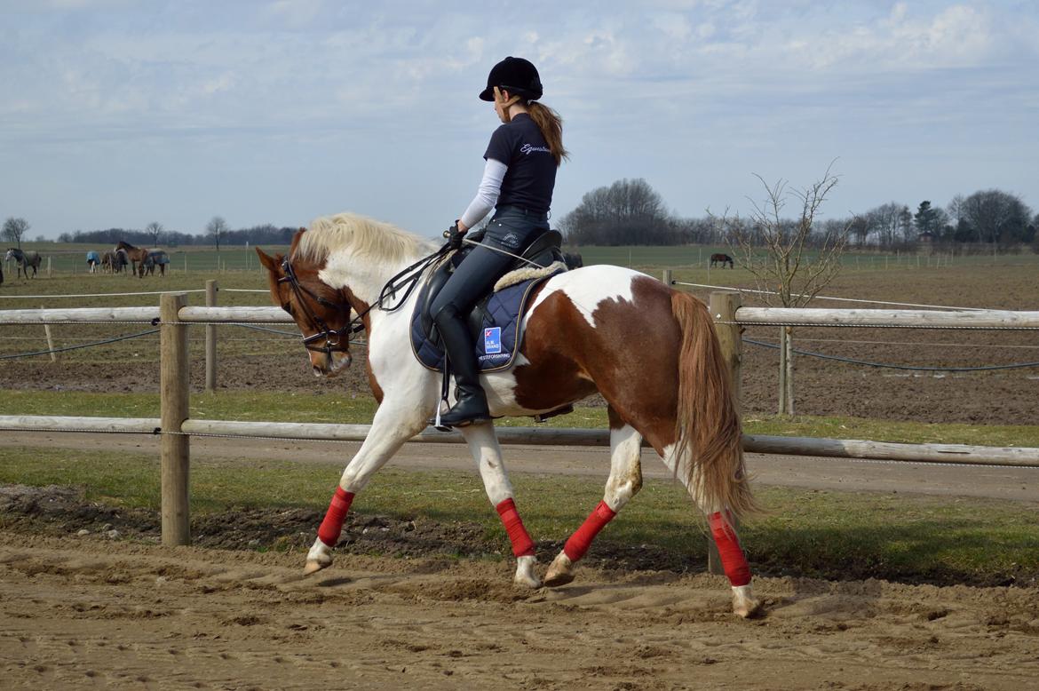 Anden særlig race Kingston - Fotograf: Nadja Andersen billede 11