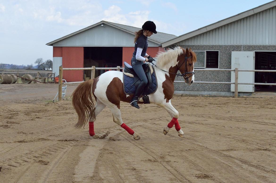Anden særlig race Kingston - Fotograf: Nadja Andersen billede 12
