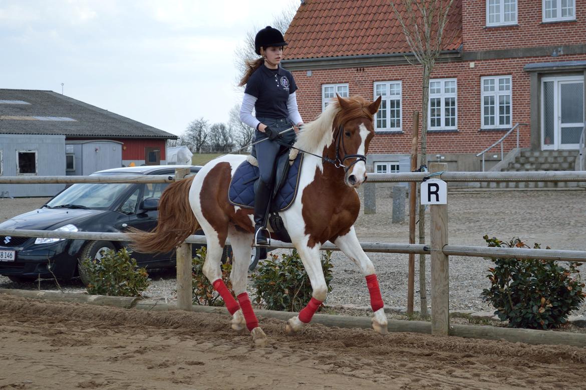 Anden særlig race Kingston - Fotograf: Nadja Andersen billede 13