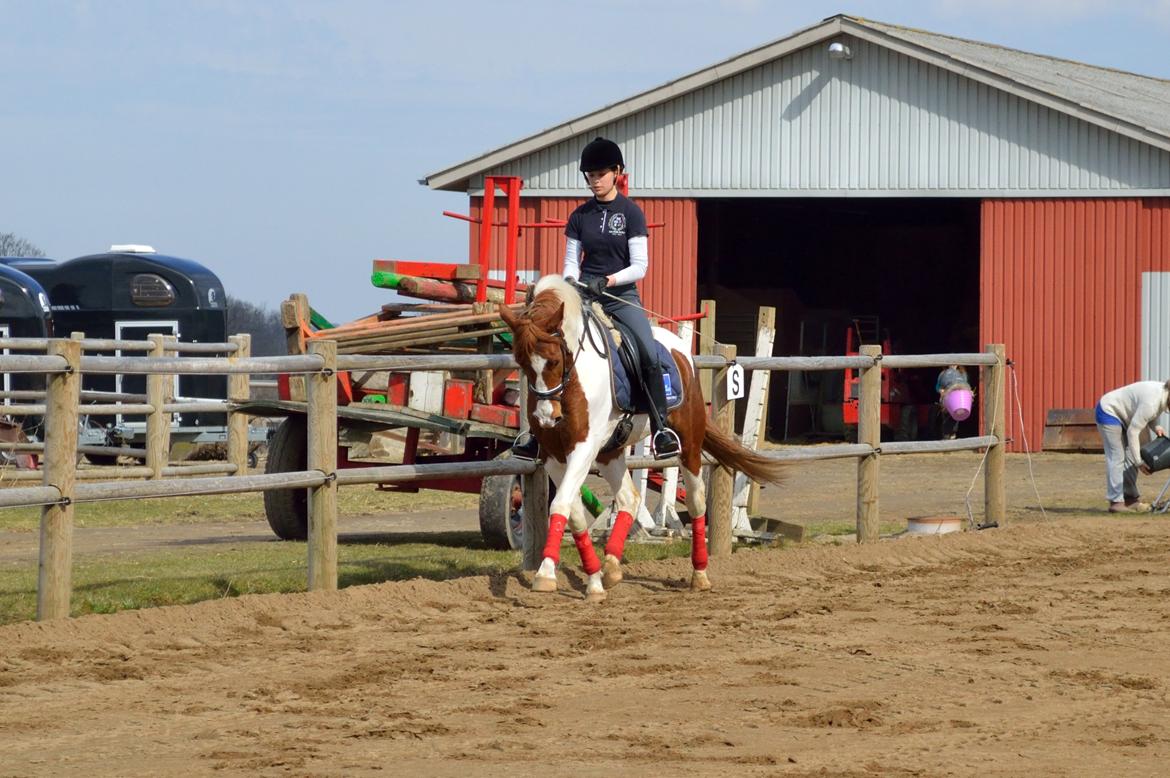 Anden særlig race Kingston - Fotograf: Nadja Andersen billede 14