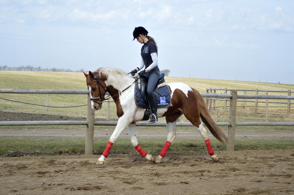 Anden særlig race Kingston - Traver af efter en super træning!! <3
Fotograf: Nadja Andersen billede 16