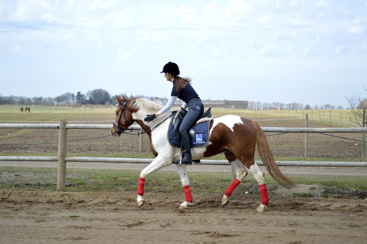 Anden særlig race Kingston - love you 
Fotograf: Nadja Andersen billede 17