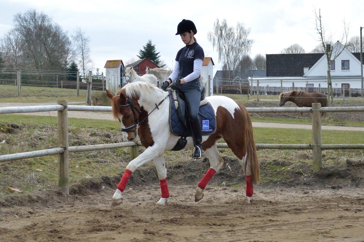 Anden særlig race Kingston - Super træning d.15-04-2013
Fotograf: Nadja Andersen billede 1