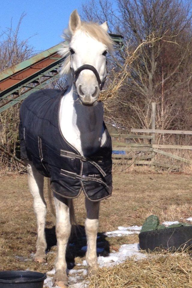 Hollandsk Sportspony Greyhound "pony" billede 11