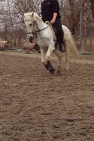 Hollandsk Sportspony Greyhound "pony" billede 13