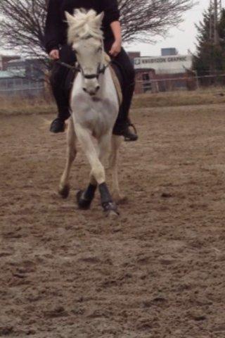 Hollandsk Sportspony Greyhound "pony" billede 5