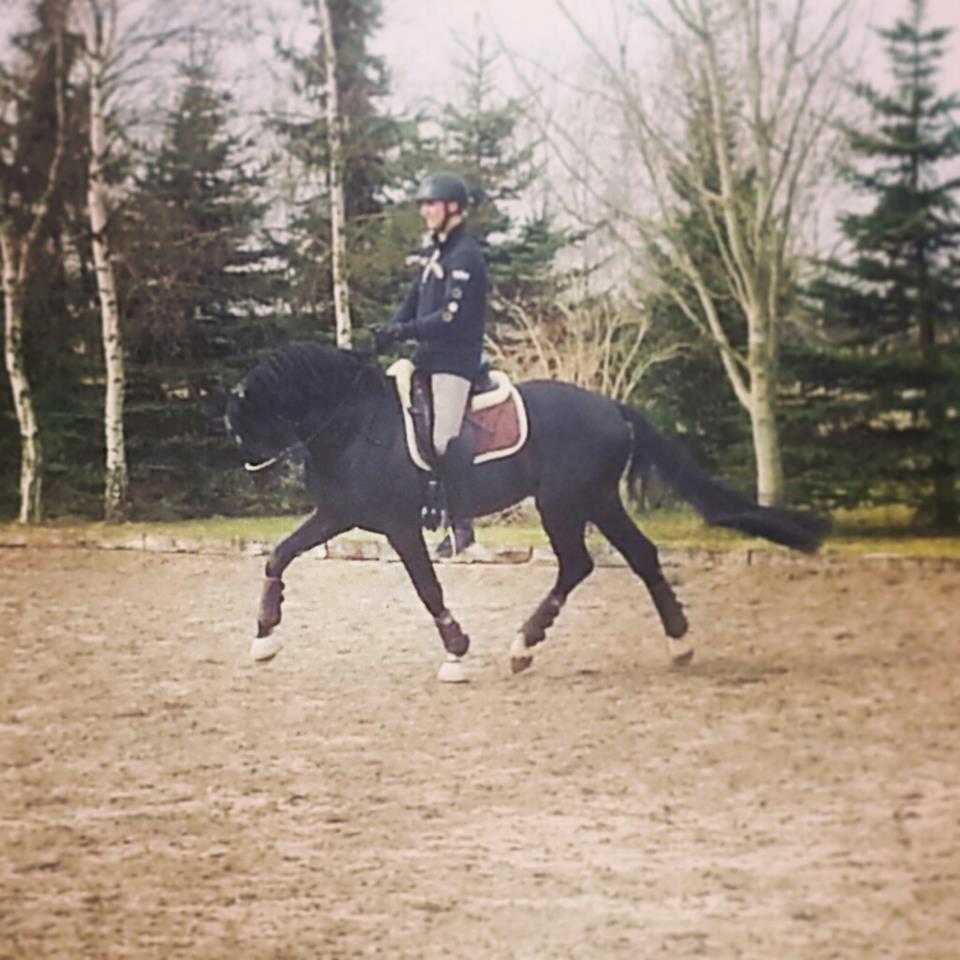 Tysk Oldenburger Siegermeisters Traum billede 10
