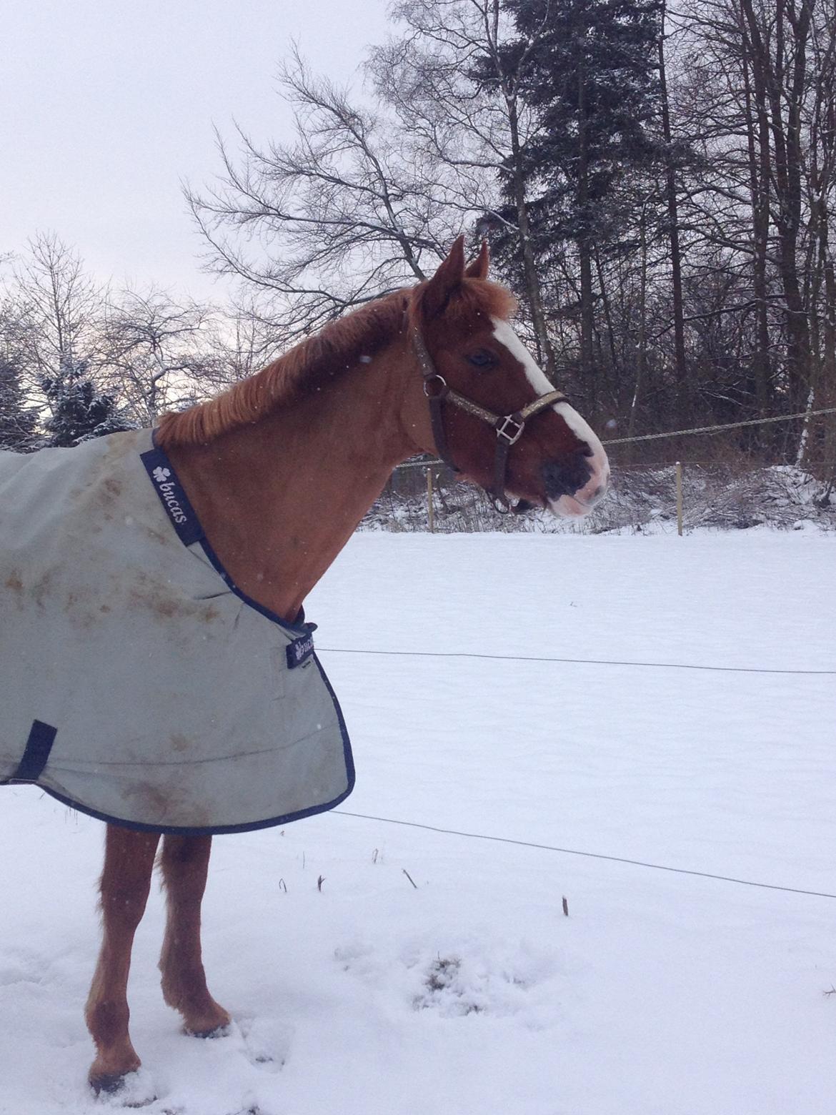 DSP Aagaards Beauty *B-pony* SOLGT  - Min baby i sneen 2013 <3 billede 11