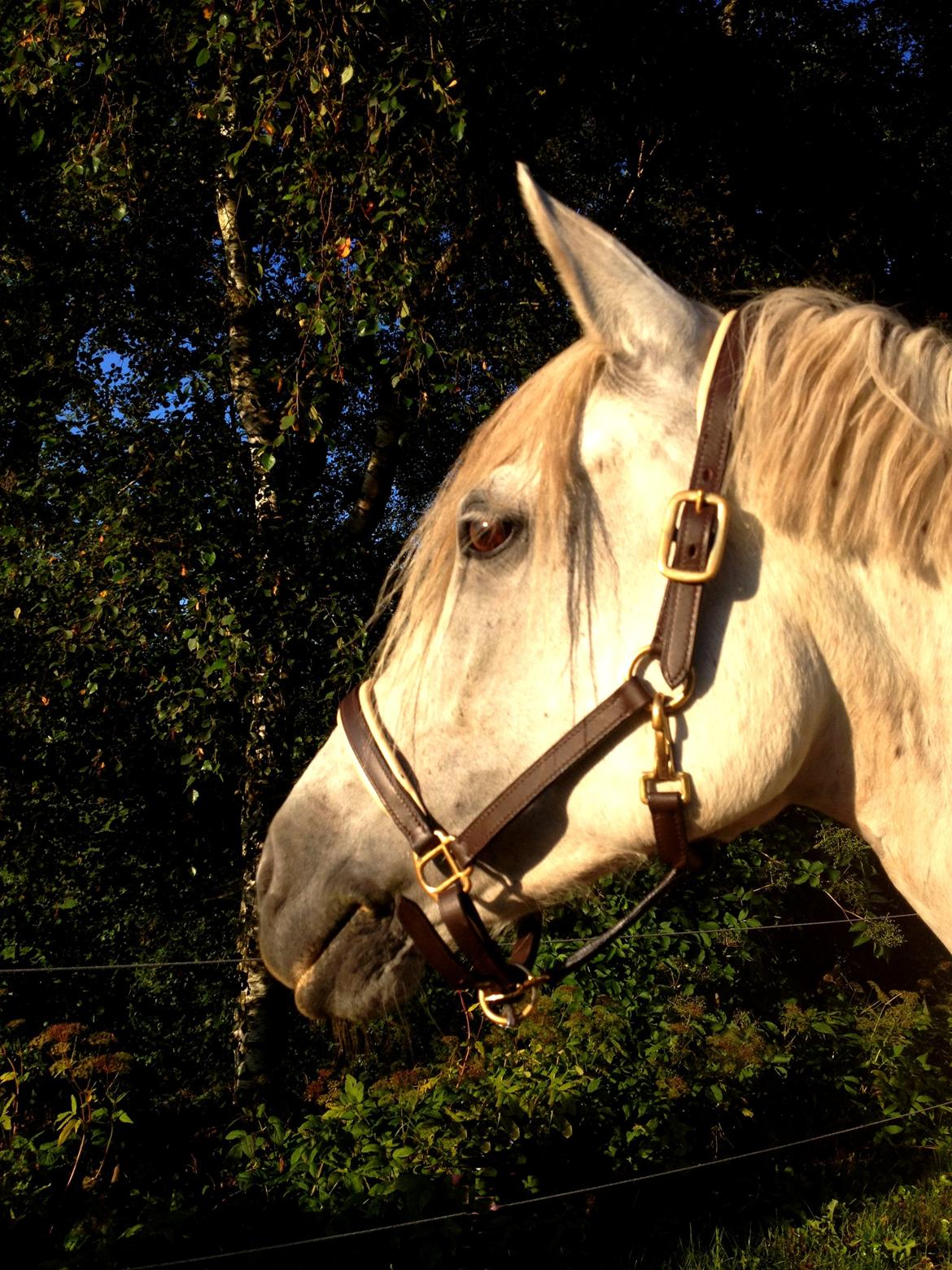 Connemara Lilleskov´s Juvel - Flotte Juvel i det dejlige vejr <3 billede 4