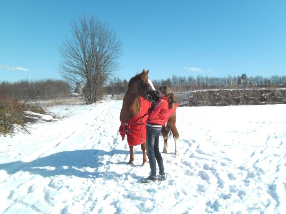 DSP Aagaards Beauty *B-pony* SOLGT  - Smukke pony <3 fotoshoot i sneen 2013! billede 13