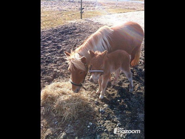 Shetlænder Nanja af rolighed - Nanja med sit 3. føl, som desværre kun blev 1 døgn. billede 17
