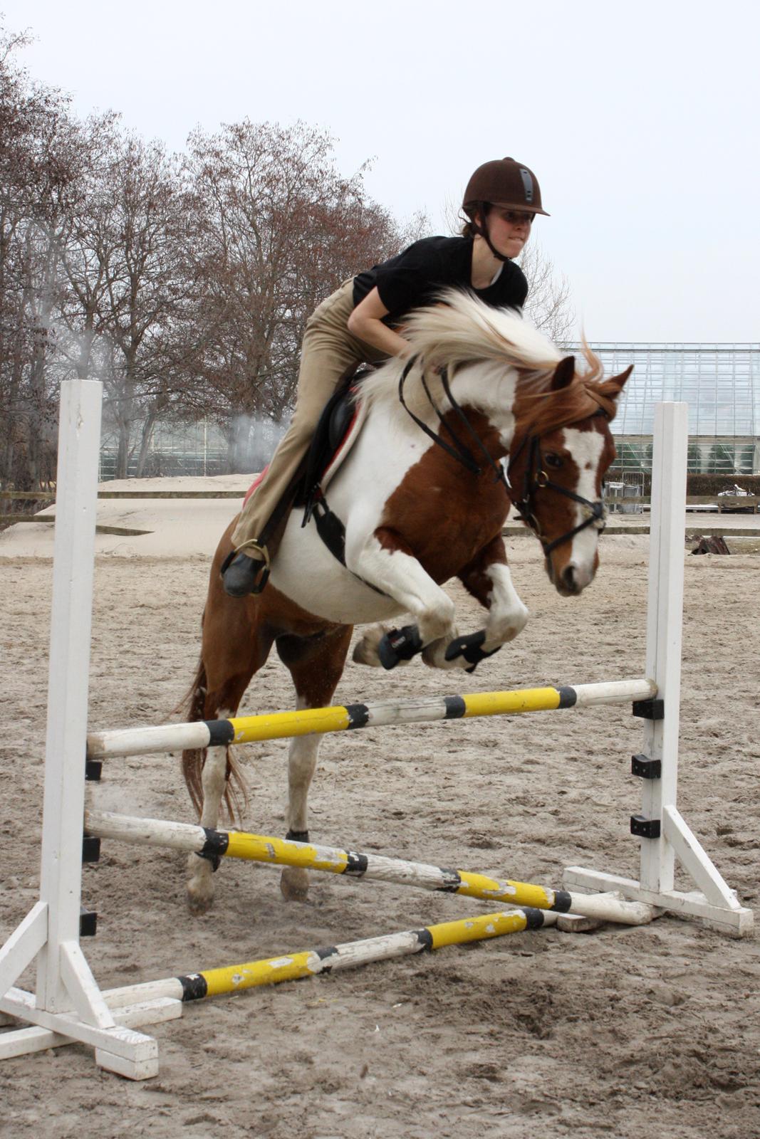 Pinto Blade - Blade og Andrea springer 80 d. 15/4-13. Foto: Marie Hansen billede 13