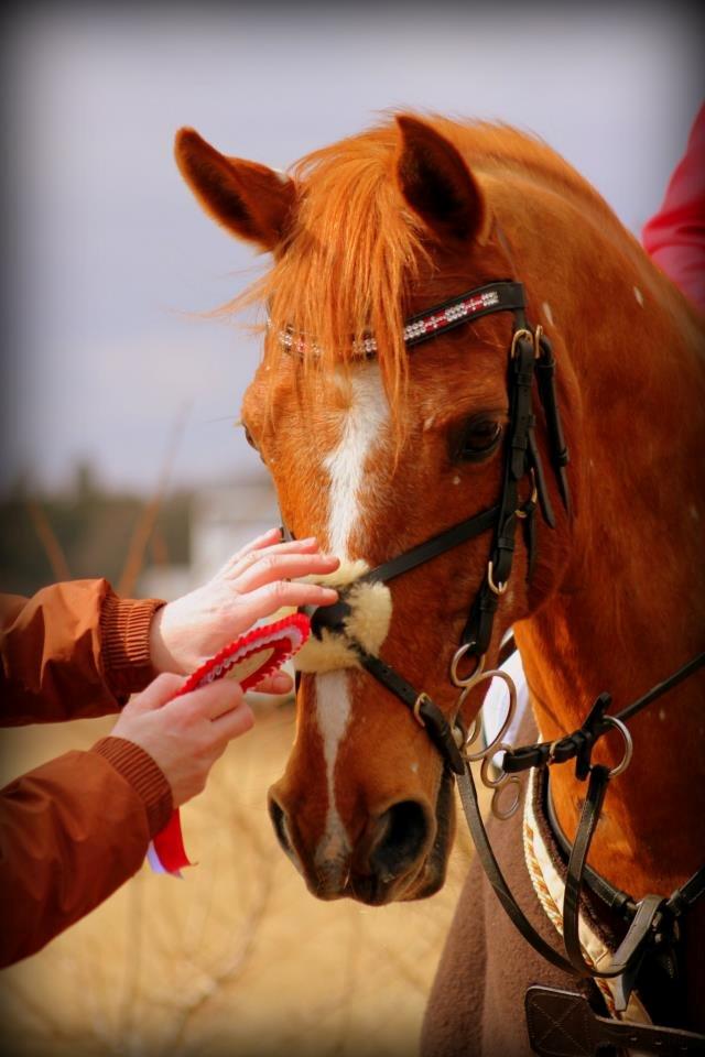 Hollandsk Sportspony Harpo Van De Haverkamp (Stanley) (himmelhest) billede 11