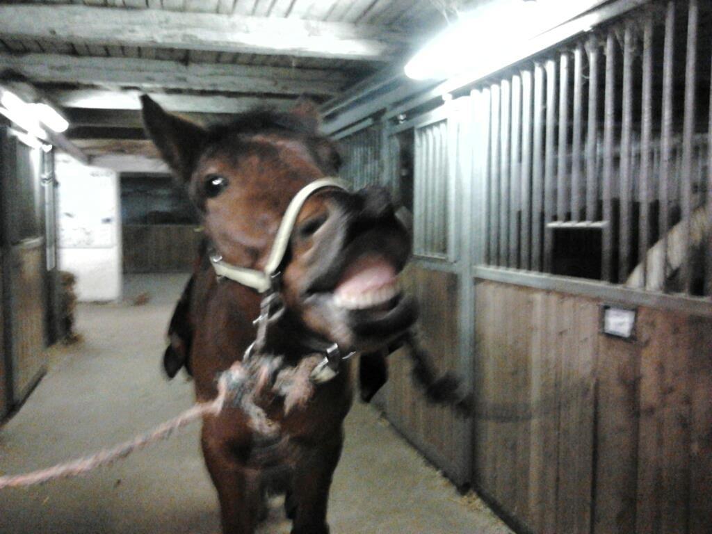 New Forest Sultan De Civry - Han har det med at snuse til mange ting! <3 :* billede 18