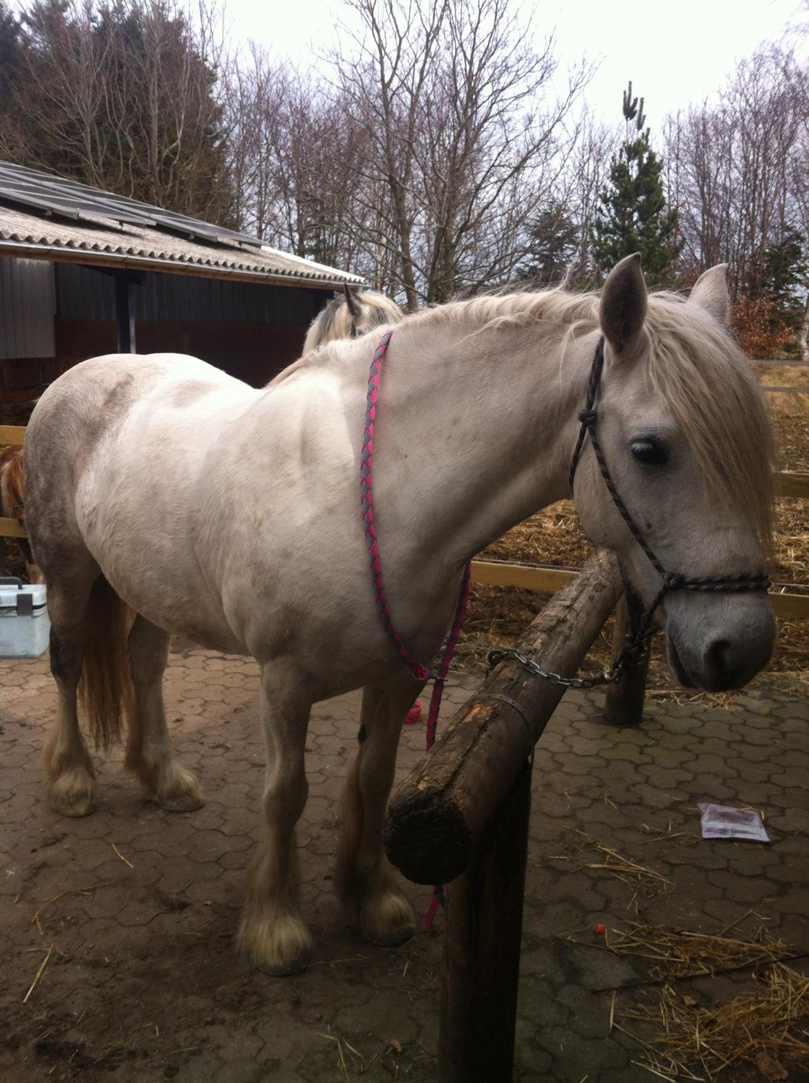 Irish Cob Tøsen - 15. april 2013.
Træt efter at have været ude og ride, efter 3 ugers pause. billede 19