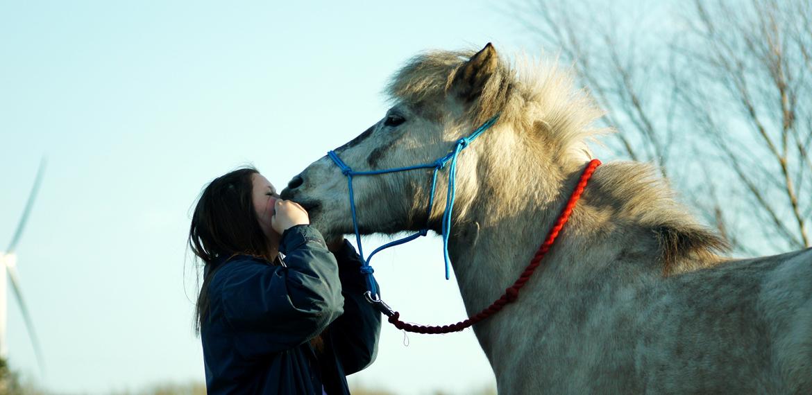 Islænder Disa fra Fruerlund - Kysse trick:p 2013 på Aalestrup:)
Billede: Yamira  billede 3