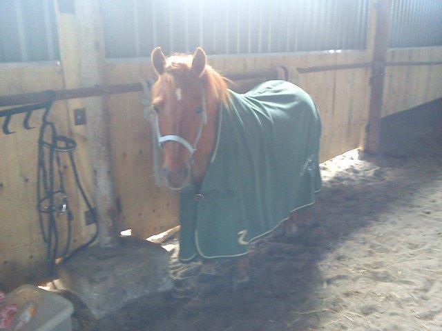 Anden særlig race Molly (SOLGT) <3 - Da vi vandt Forårs granprix!<3 billede 13