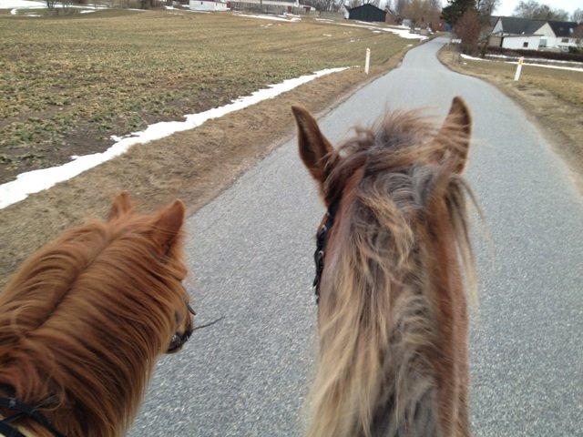 Anden særlig race Molly (SOLGT) <3 - På tur med Bailey!<3 billede 16