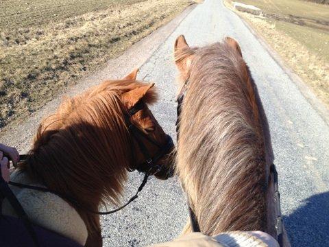 Anden særlig race Molly (SOLGT) <3 - Bailey og Dolly der kysser!<3 billede 17