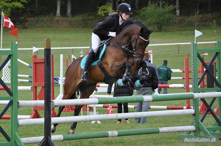 Tysk Sportspony Sultan billede 14