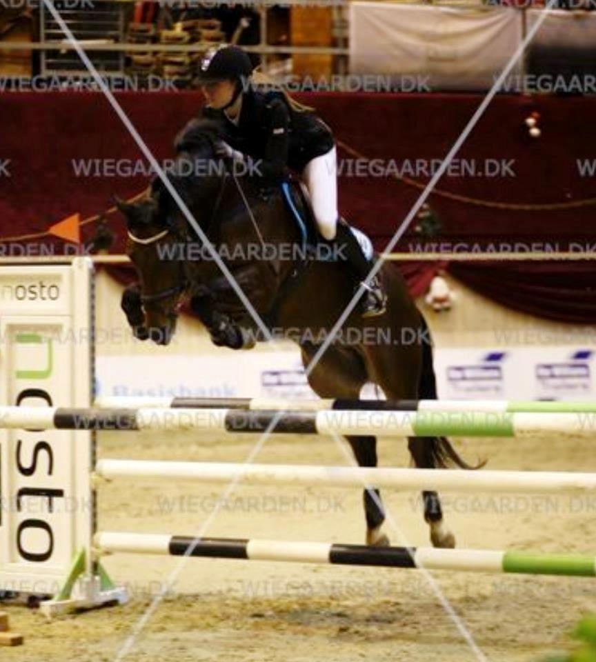 Tysk Sportspony Sultan billede 15