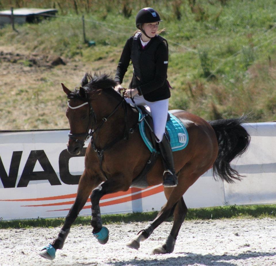 Tysk Sportspony Sultan billede 16