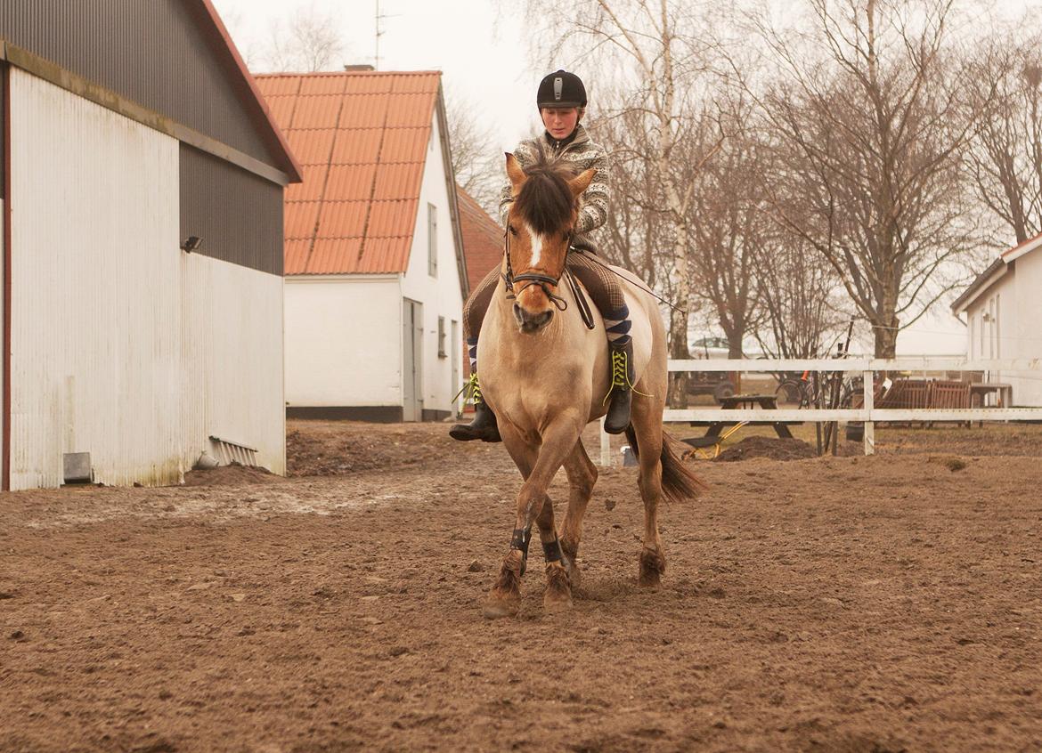 Anden særlig race Lipo Flash - Vellykket schenkelvigning ;) Foto: CL billede 11