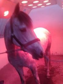 DSP Princes Fiona - Fifi elsker at være i sol!  billede 6