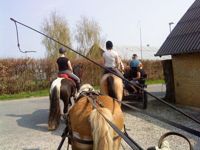 Irish Cob Kenny <<SOLGT>> billede 10