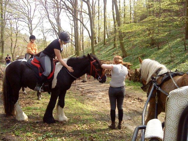 Irish Cob Kenny <<SOLGT>> billede 12