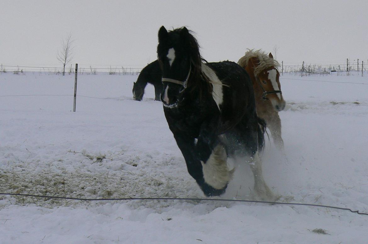 Irish Cob Kenny <<SOLGT>> billede 15