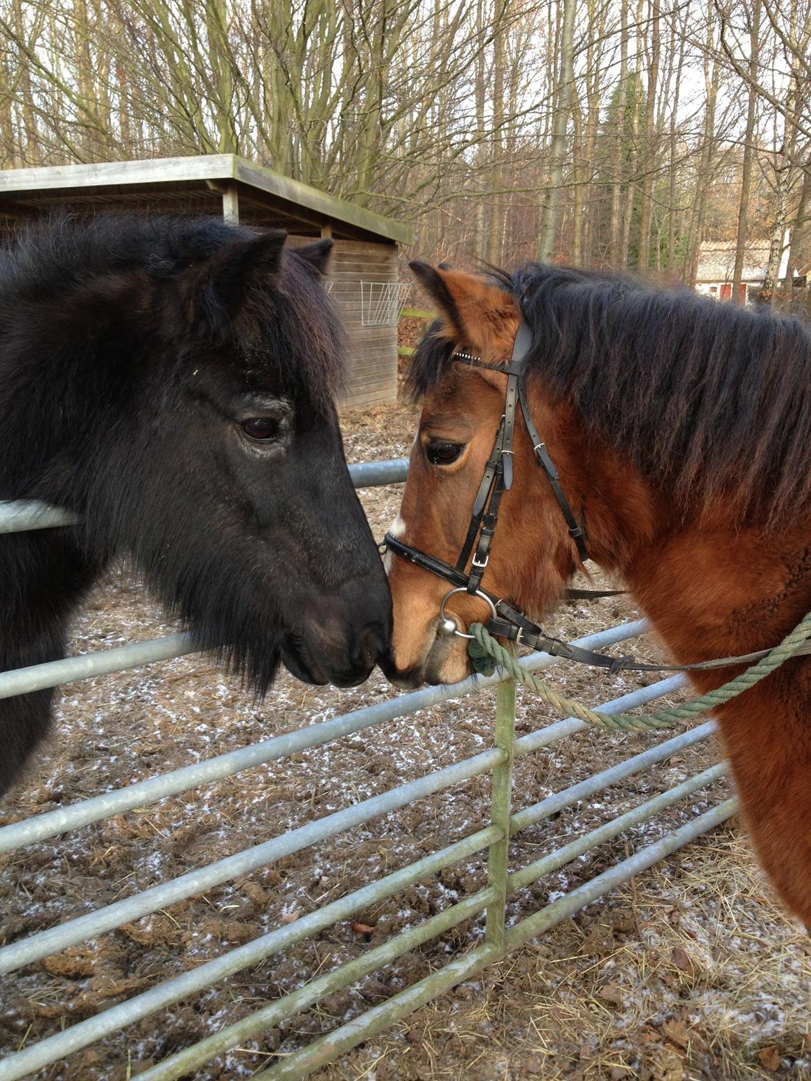 Anden særlig race Stjerne billede 2