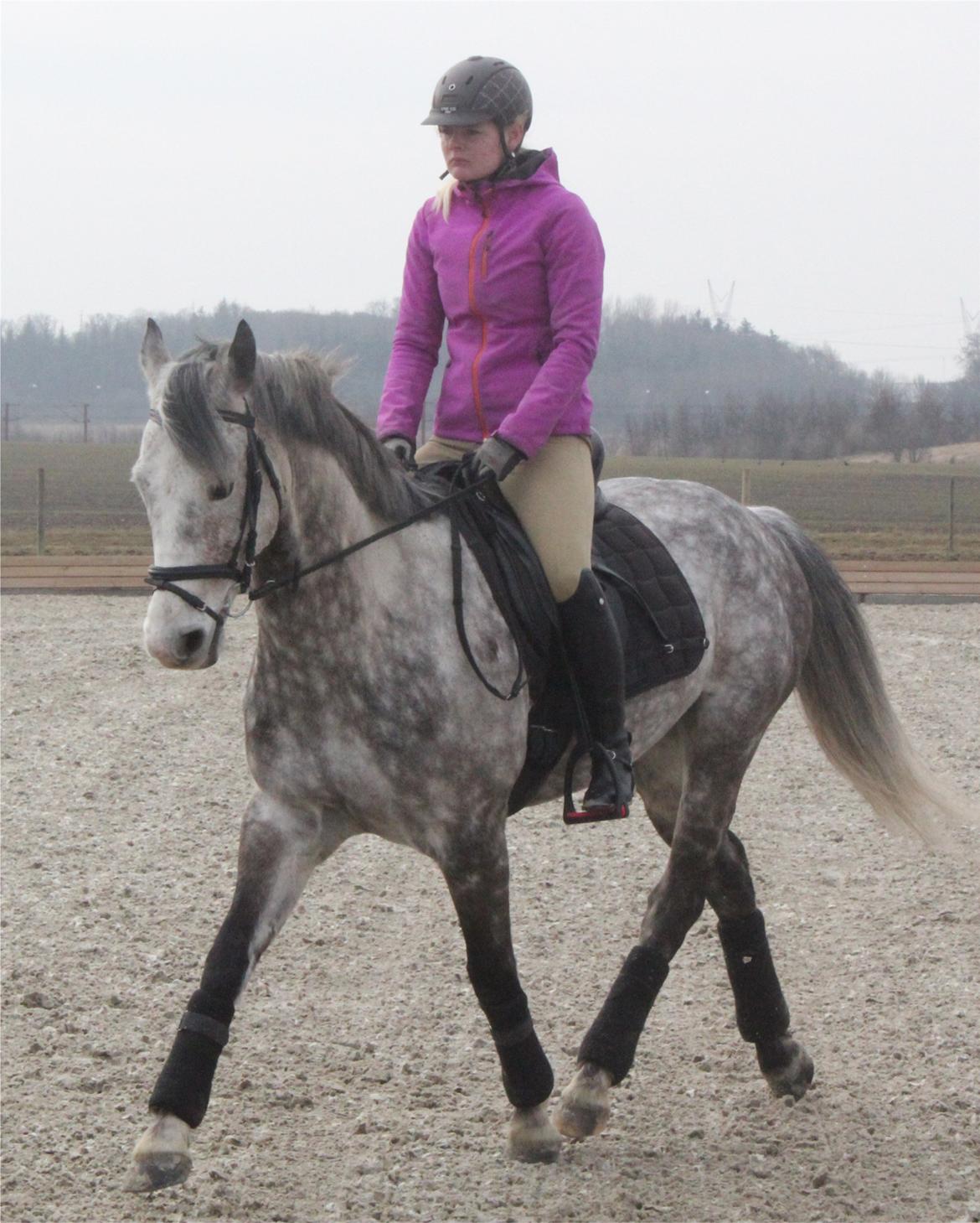 Arabisk fuldblod (OX) Milton billede 15