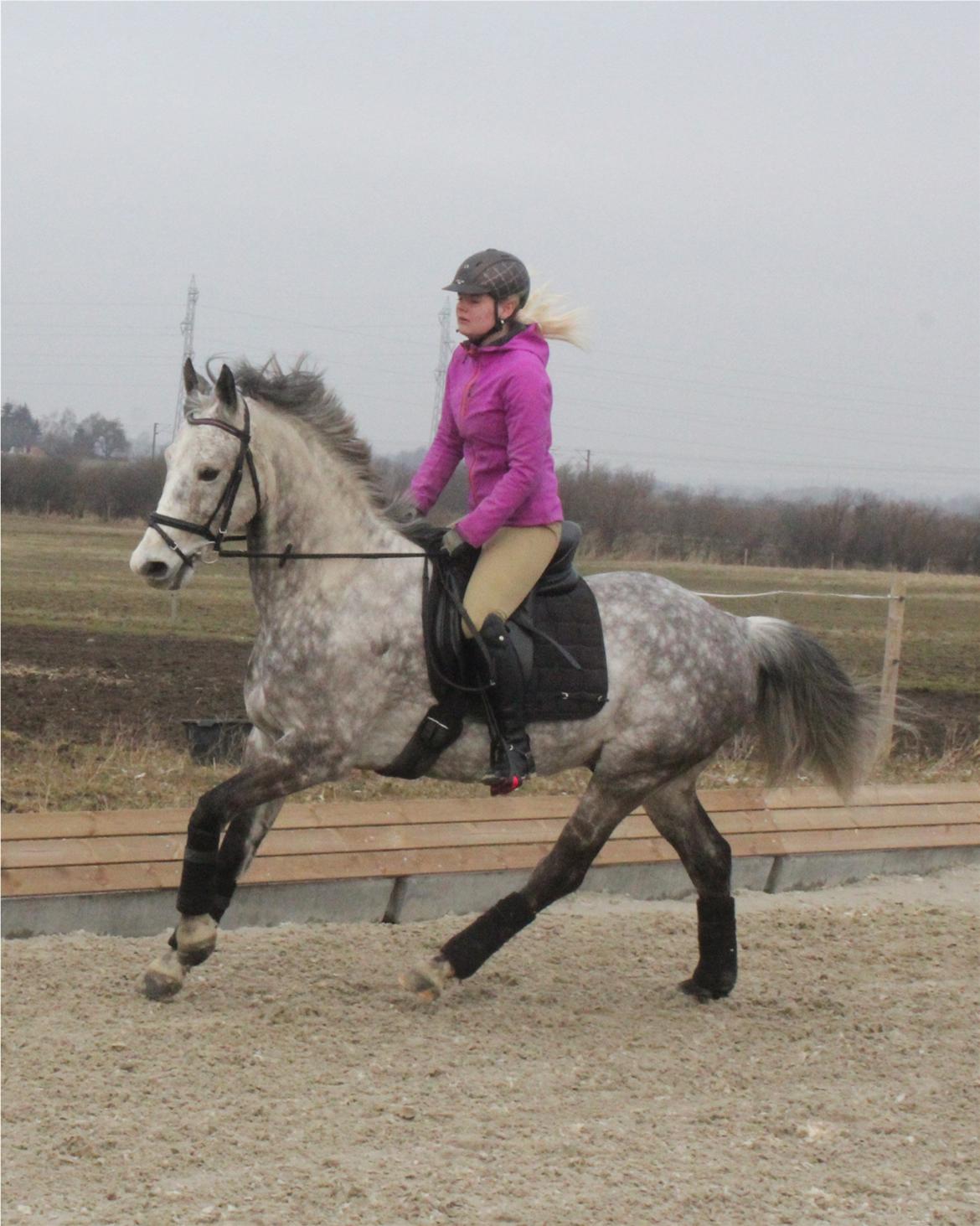 Arabisk fuldblod (OX) Milton billede 17