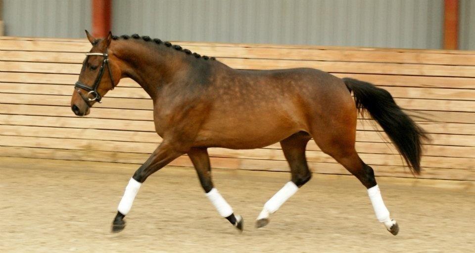 Dansk Varmblod Cille billede 9