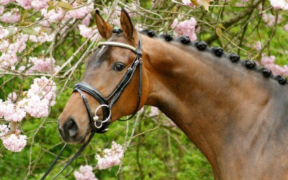 Dansk Varmblod Cille billede 12