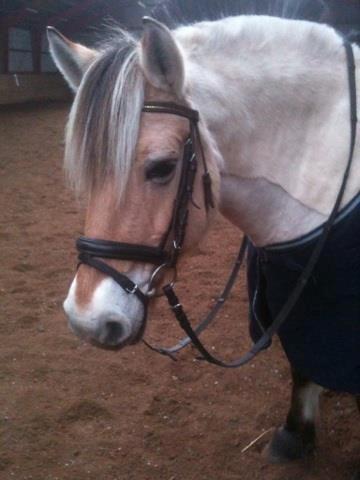 Fjordhest Josefine billede 3
