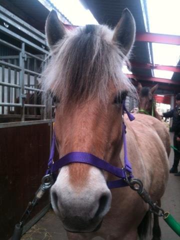 Fjordhest Josefine billede 2