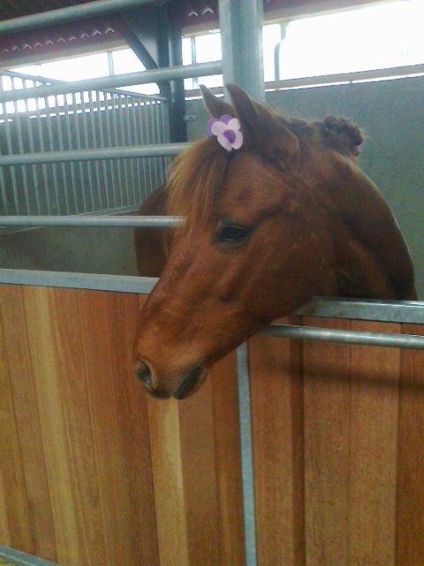 Anden særlig race Laban<3 billede 8