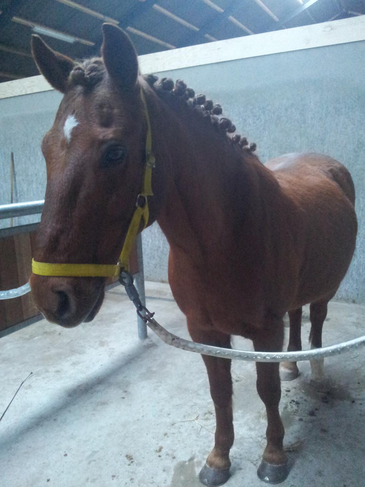 Anden særlig race Laban<3 billede 18