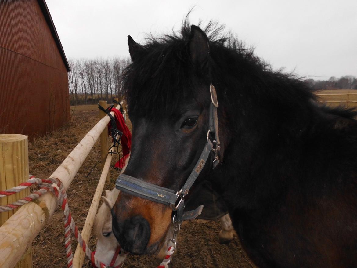 Anden særlig race Turbo - Min dejlige pony <3 billede 1